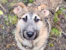 ERICA, Hund, Mischlingshund in Gefrees