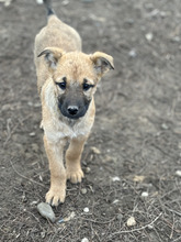 ARWEN, Hund, Mischlingshund in Rumänien