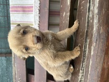 LEGOLAS, Hund, Mischlingshund in Rumänien - Bild 3