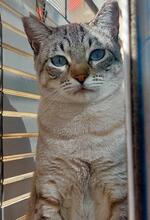 ZOE, Katze, Siam-Mix in Spanien - Bild 1