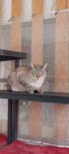 ZOE, Katze, Siam-Mix in Spanien - Bild 3