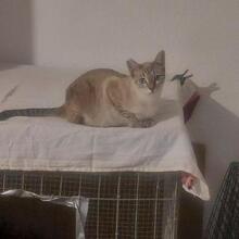 ZOE, Katze, Siam-Mix in Spanien - Bild 5