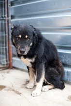 BRUNO, Hund, Rottweiler in Duisburg - Bild 3