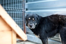 BRUNO, Hund, Rottweiler in Duisburg - Bild 4