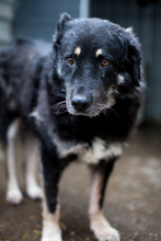 BRUNO, Hund, Rottweiler in Duisburg - Bild 5