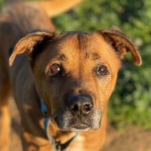 MARKUS, Hund, Rhodesian Ridgeback-Mix in Spanien - Bild 1