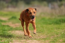 MARKUS, Hund, Rhodesian Ridgeback-Mix in Spanien - Bild 10