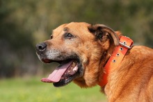 MARKUS, Hund, Rhodesian Ridgeback-Mix in Spanien - Bild 11