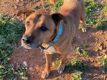 MARKUS, Hund, Rhodesian Ridgeback-Mix in Spanien - Bild 12