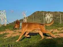 MARKUS, Hund, Rhodesian Ridgeback-Mix in Spanien - Bild 2