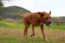 MARKUS, Hund, Rhodesian Ridgeback-Mix in Spanien - Bild 3