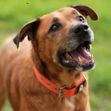 MARKUS, Hund, Rhodesian Ridgeback-Mix in Spanien - Bild 4