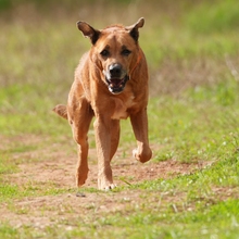 MARKUS, Hund, Rhodesian Ridgeback-Mix in Spanien - Bild 5