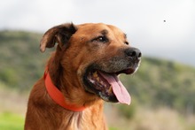 MARKUS, Hund, Rhodesian Ridgeback-Mix in Spanien - Bild 6