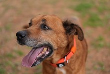 MARKUS, Hund, Rhodesian Ridgeback-Mix in Spanien - Bild 7