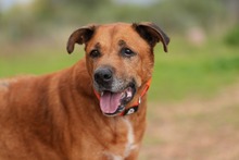 MARKUS, Hund, Rhodesian Ridgeback-Mix in Spanien - Bild 8