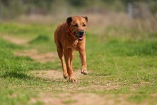 MARKUS, Hund, Rhodesian Ridgeback-Mix in Spanien - Bild 9