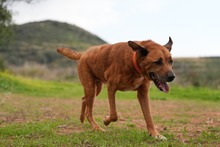 MARKUS, Hund, Rhodesian Ridgeback-Mix in Erkelenz - Bild 3