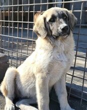 SOFIA, Hund, Herdenschutzhund-Mix in Kroatien - Bild 14