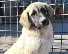 SOFIA, Hund, Herdenschutzhund-Mix in Kroatien - Bild 15