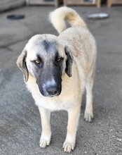 SOFIA, Hund, Herdenschutzhund-Mix in Kroatien - Bild 2