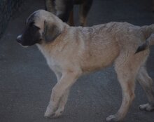 SOFIA, Hund, Herdenschutzhund-Mix in Kroatien - Bild 5