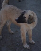 SOFIA, Hund, Herdenschutzhund-Mix in Kroatien - Bild 8