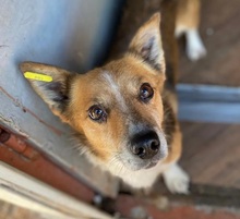 SUNNY, Hund, Mischlingshund in Rumänien - Bild 2