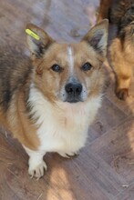 SUNNY, Hund, Mischlingshund in Erkelenz - Bild 3