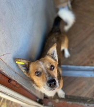 SUNNY, Hund, Mischlingshund in Erkelenz - Bild 4