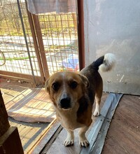 SUNNY, Hund, Mischlingshund in Erkelenz - Bild 5