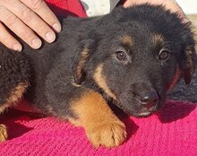 VAIANA, Hund, Tornjak-Mix in Kroatien - Bild 4