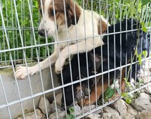 VAIANA, Hund, Tornjak-Mix in Kroatien - Bild 5