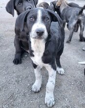 VINCE, Hund, Mischlingshund in Kroatien - Bild 12