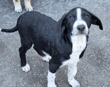 VINCE, Hund, Mischlingshund in Kroatien - Bild 13
