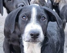 VINCE, Hund, Mischlingshund in Kroatien - Bild 14