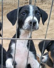 VINCE, Hund, Mischlingshund in Kroatien - Bild 15
