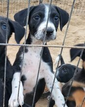 VINCE, Hund, Mischlingshund in Kroatien - Bild 16