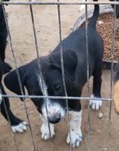 VINCE, Hund, Mischlingshund in Kroatien - Bild 17