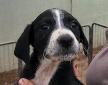 VINCE, Hund, Mischlingshund in Kroatien - Bild 18