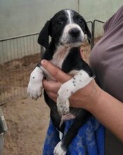 VINCE, Hund, Mischlingshund in Kroatien - Bild 19