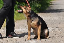 DELLY, Hund, Mischlingshund in Slowakische Republik - Bild 11