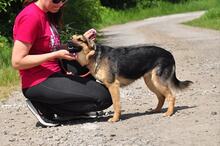 DELLY, Hund, Mischlingshund in Slowakische Republik - Bild 12