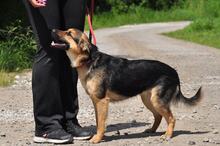 DELLY, Hund, Mischlingshund in Slowakische Republik - Bild 2