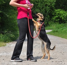 DELLY, Hund, Mischlingshund in Slowakische Republik - Bild 4