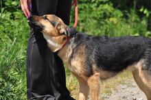 DELLY, Hund, Mischlingshund in Slowakische Republik - Bild 5