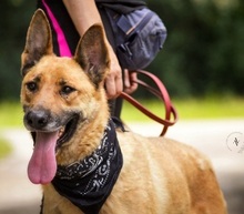 HARRY, Hund, Mischlingshund in Slowakische Republik - Bild 1