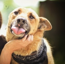 HARRY, Hund, Mischlingshund in Slowakische Republik - Bild 10