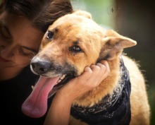 HARRY, Hund, Mischlingshund in Slowakische Republik - Bild 12