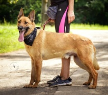 HARRY, Hund, Mischlingshund in Slowakische Republik - Bild 2